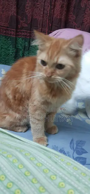 Persian Cat