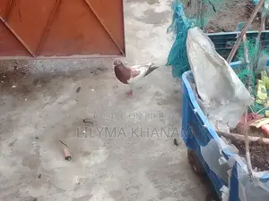 ম্যাগপাই ফিমেল সিঙ্গেল কবুতর
