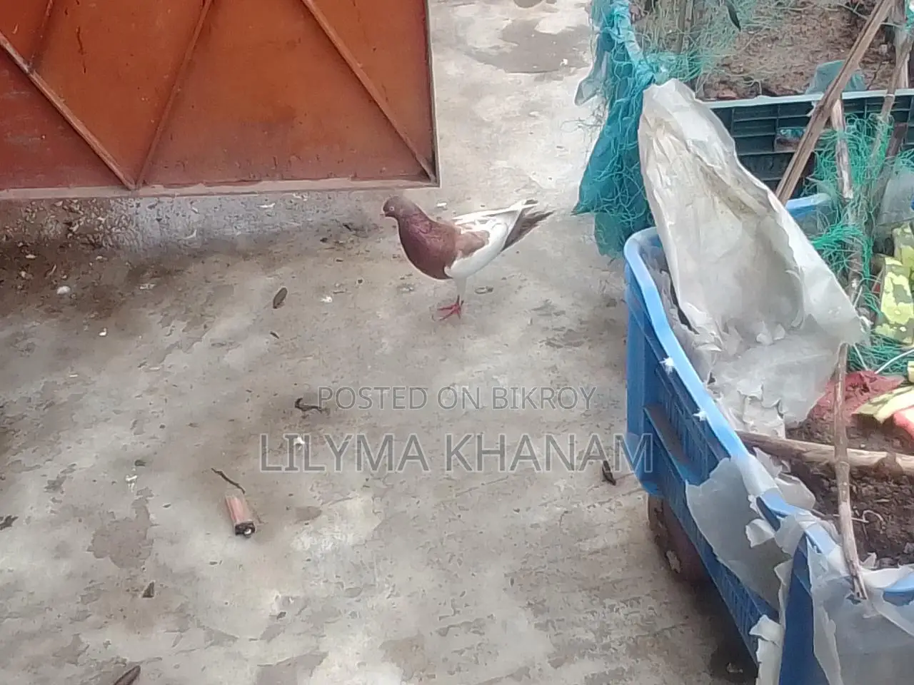 Magpie Female Single Pigeon