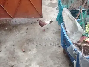 Magpie Female Single Pigeon