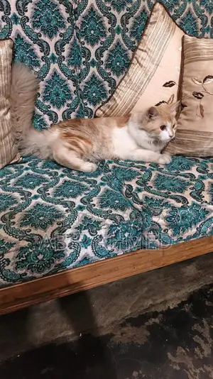 Persian Male Cat