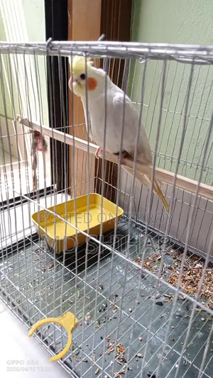 Cockatiel, Male Bird