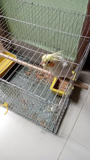 Cockatiel, Male Bird
