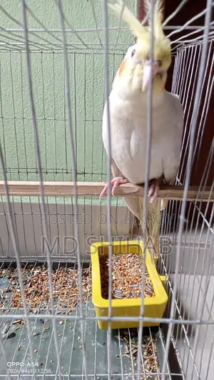 Cockatiel, Male Bird