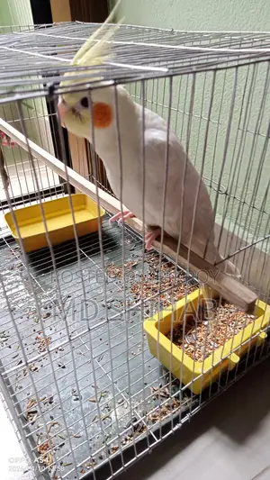 Cockatiel, Male Bird