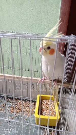 Cockatiel, Male Bird