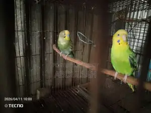 Budgerigar