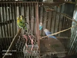 Budgerigar