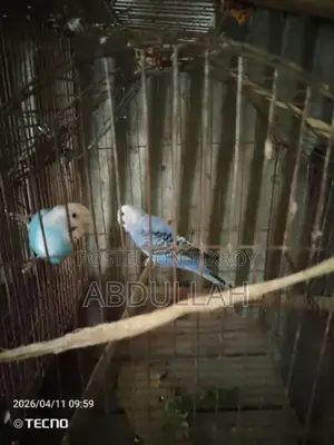 Budgerigar