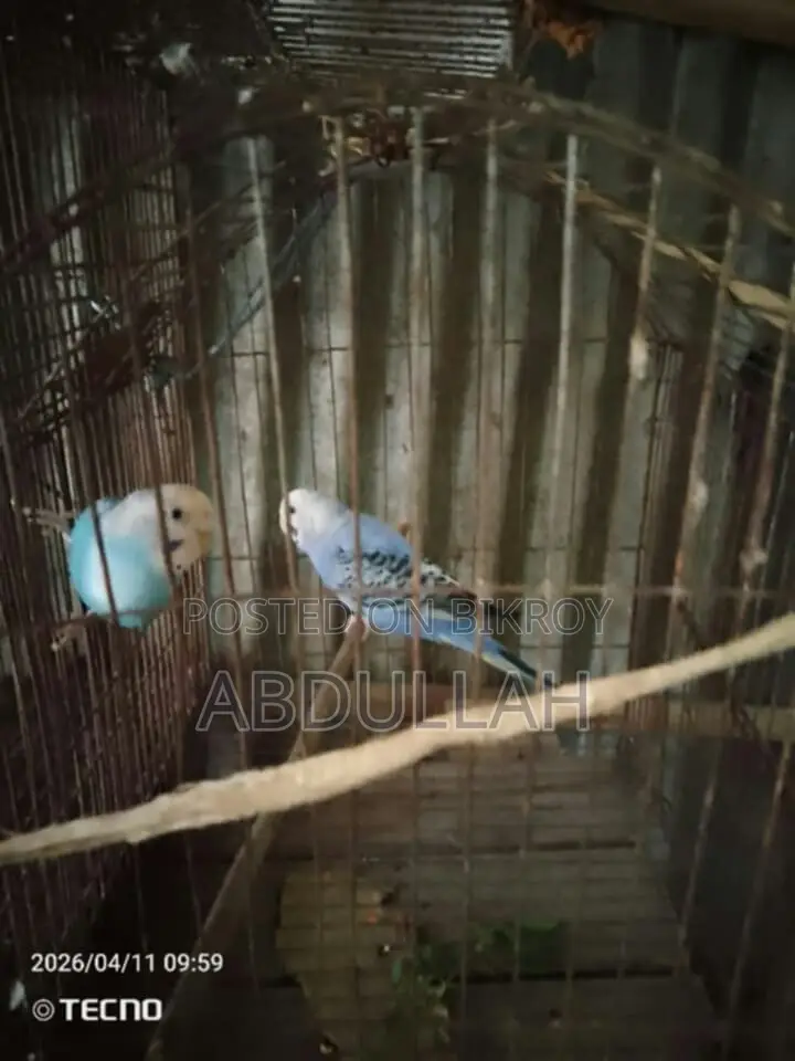 Budgerigar