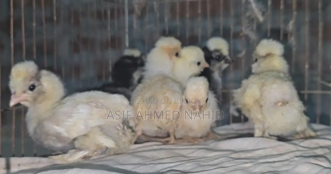 Fancy Chicks