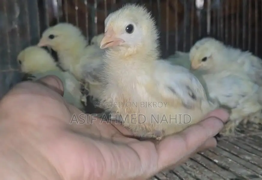 Fancy Chicks