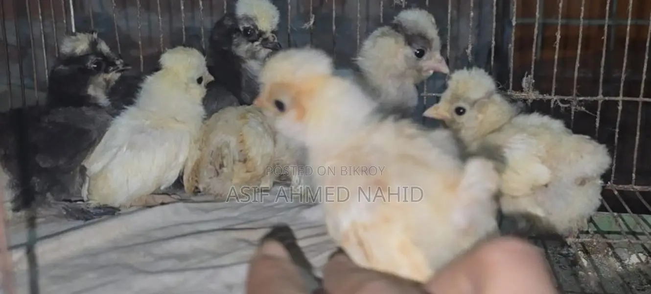 Fancy Chicks