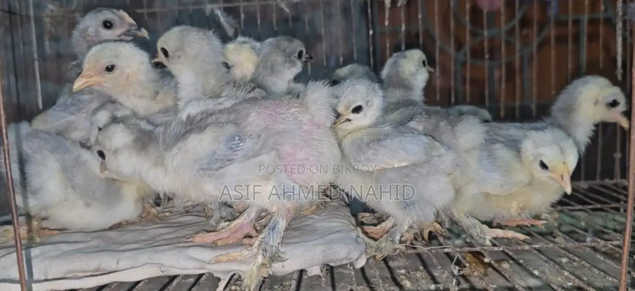 Fancy Chicks