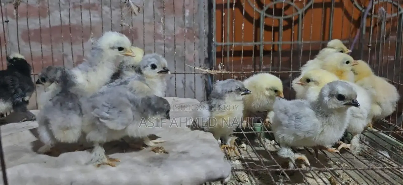 Fancy Chicks
