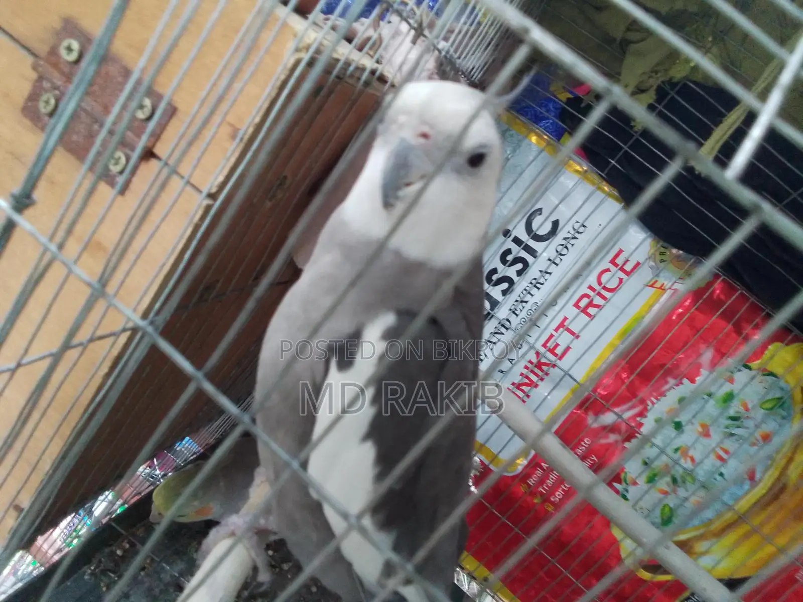 1 Adult Male Cockatiel Bird