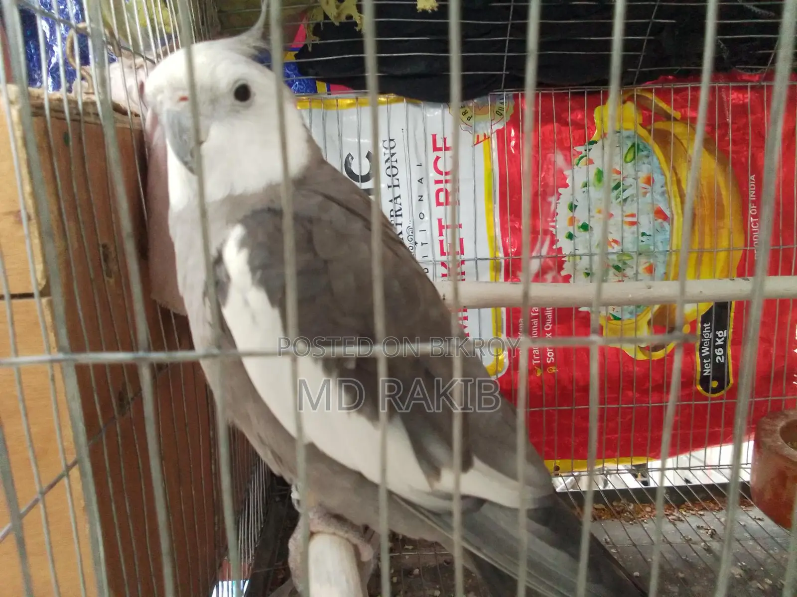 1 Adult Male Cockatiel Bird