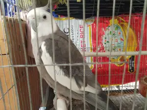 1 Adult Male Cockatiel Bird
