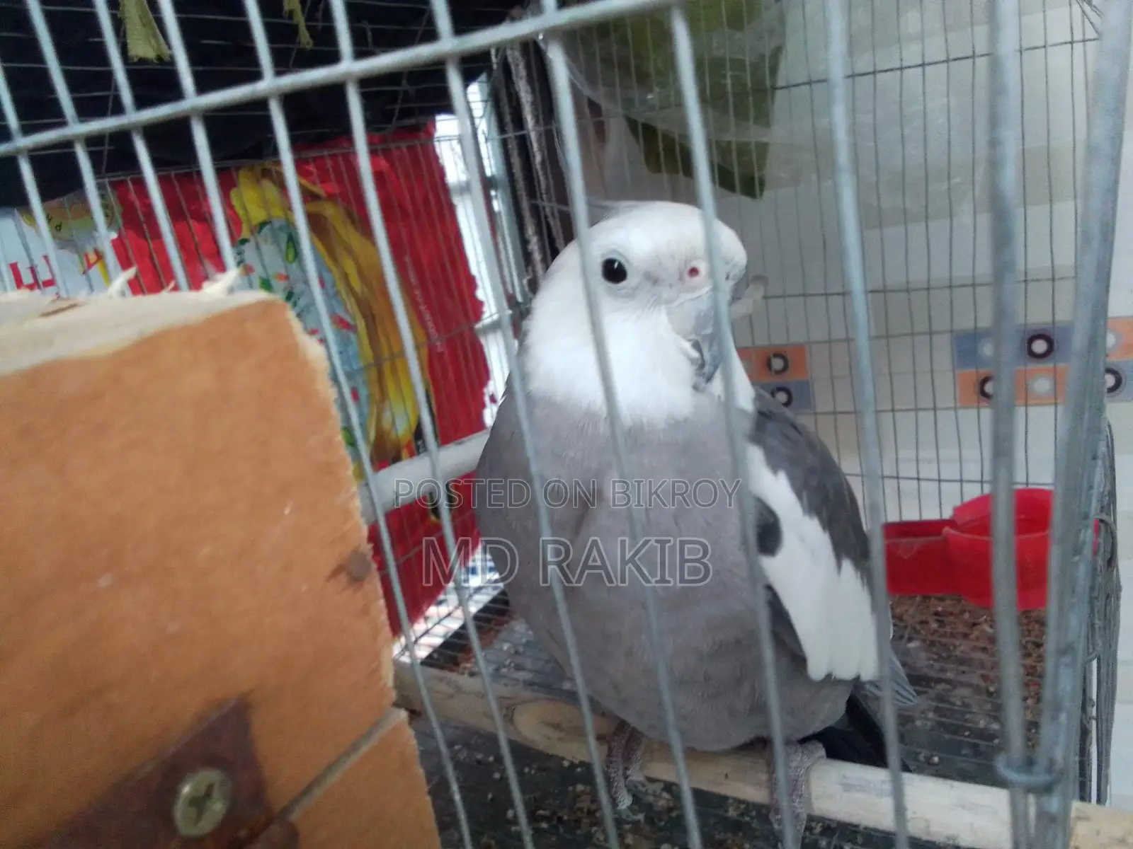 1 Adult Male Cockatiel Bird