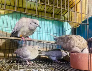 Running Doves with Chicks