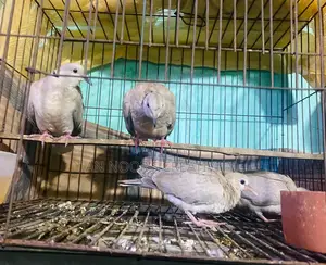 Running Doves with Chicks
