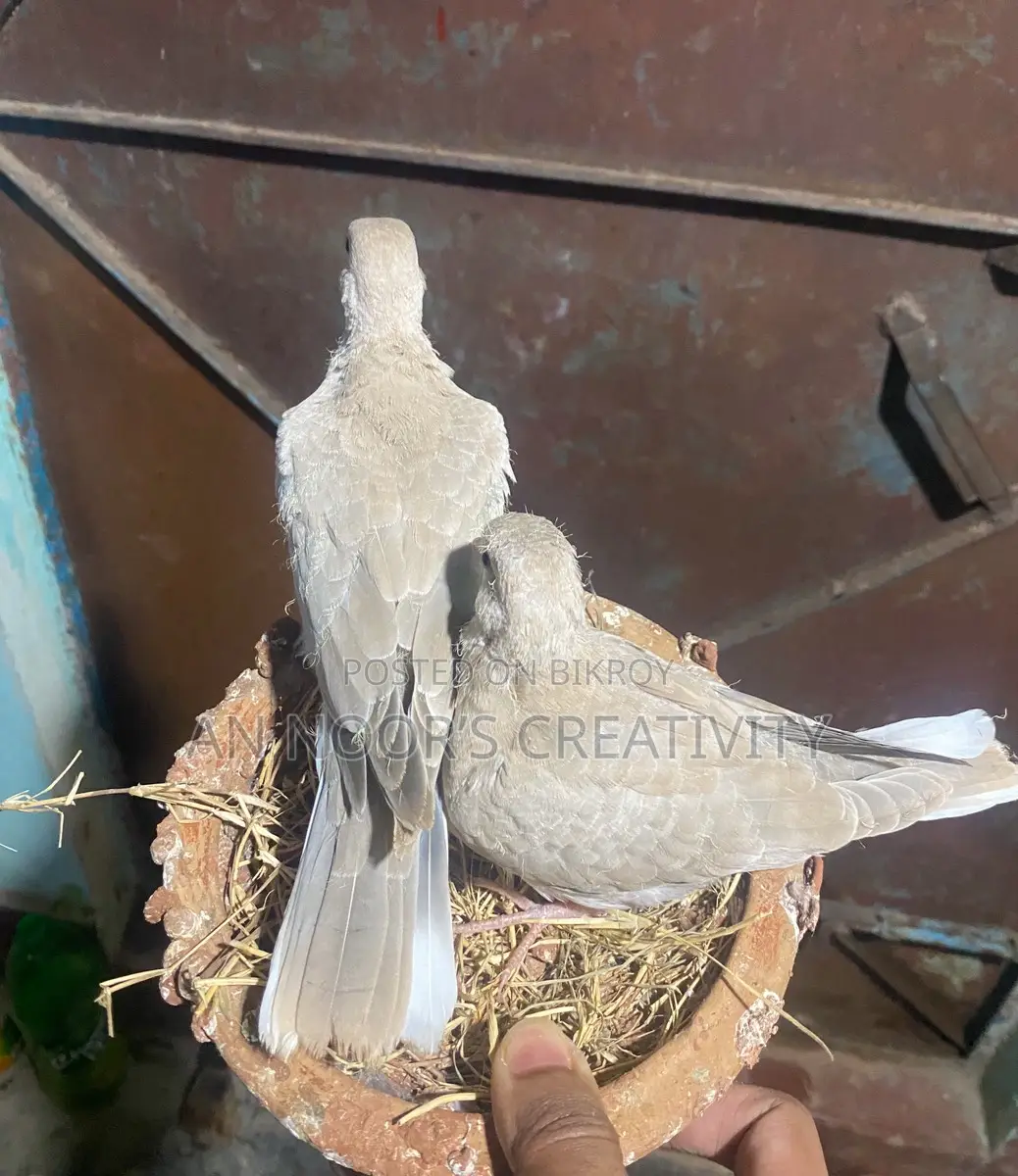 Running Doves with Chicks