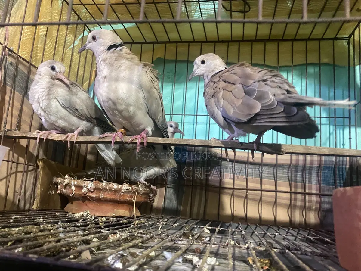 Running Doves with Chicks