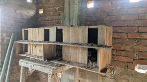 This pigeon house is for sale.