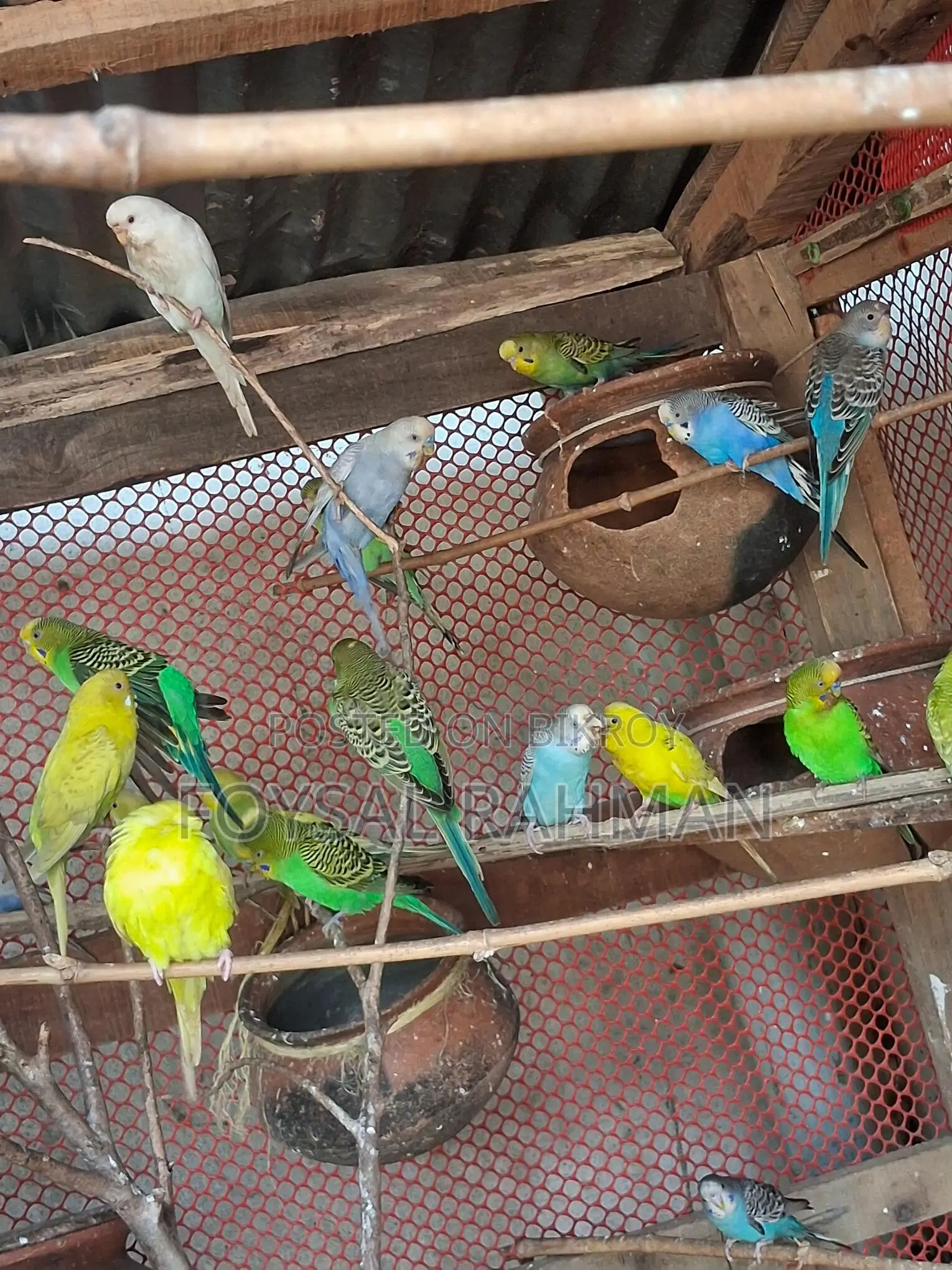 বাজরিগার পাখি বিক্রি হবে