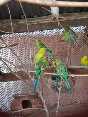 বাজরিগার পাখি বিক্রি হবে