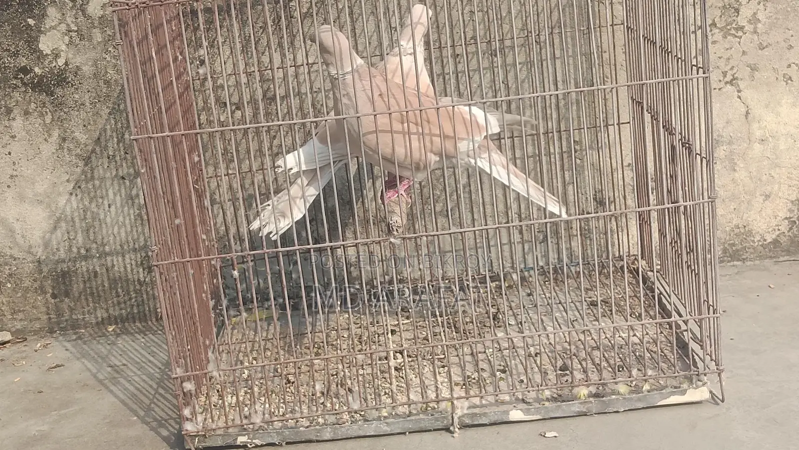 A Pair of Doves