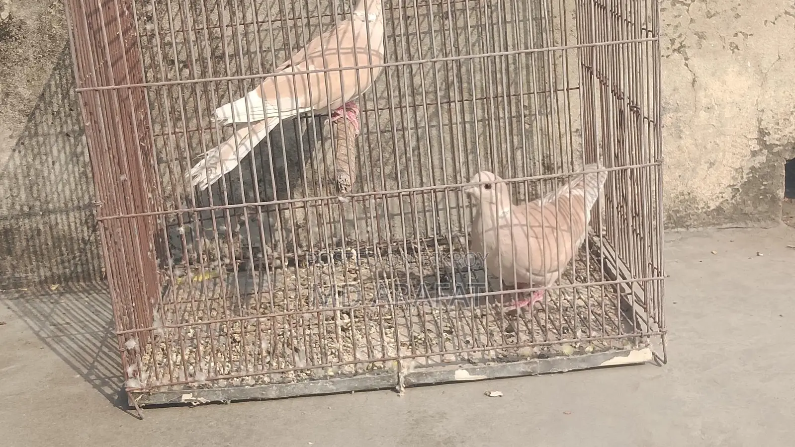 A Pair of Doves