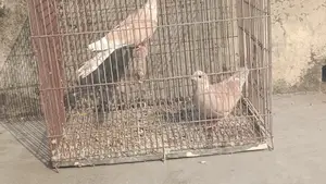 A Pair of Doves