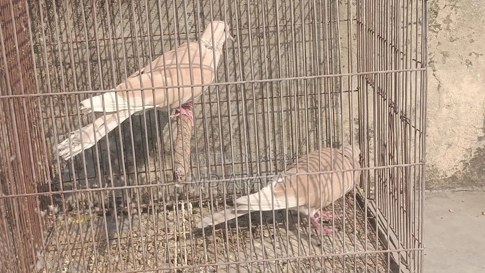 A Pair of Doves