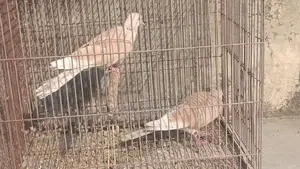 A Pair of Doves
