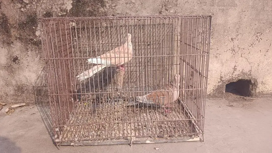 A Pair of Doves
