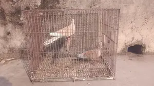 A Pair of Doves