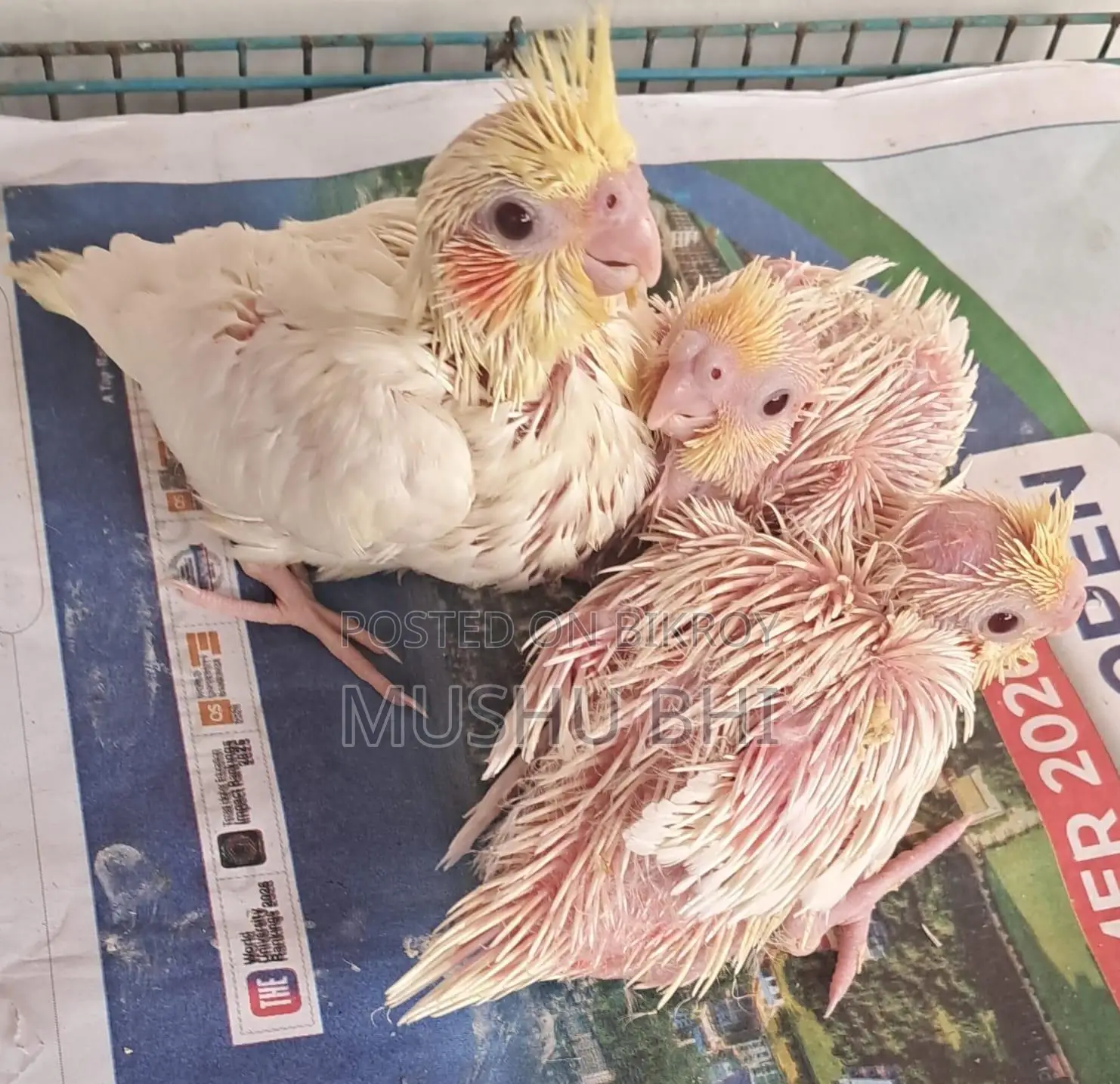 Three Lutino Cockatiel chicks for sale.