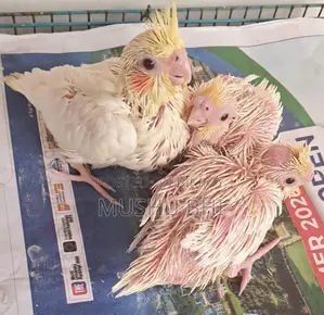 Three Lutino Cockatiel chicks for sale.