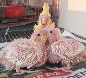 Three Lutino Cockatiel chicks for sale.