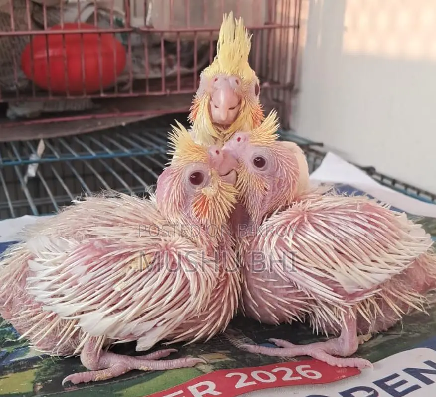 Three Lutino Cockatiel chicks for sale.