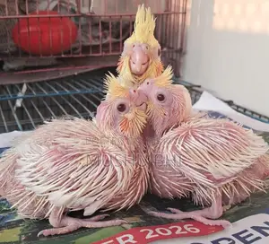 Three Lutino Cockatiel chicks for sale.