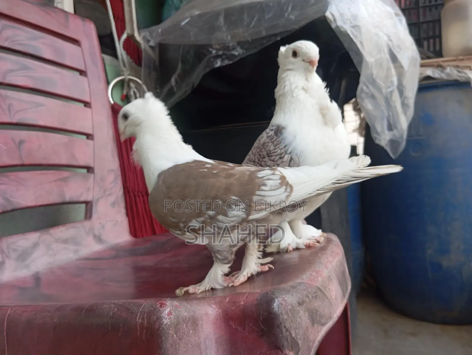 A Pair of Pigeons