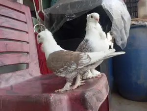 A Pair of Pigeons