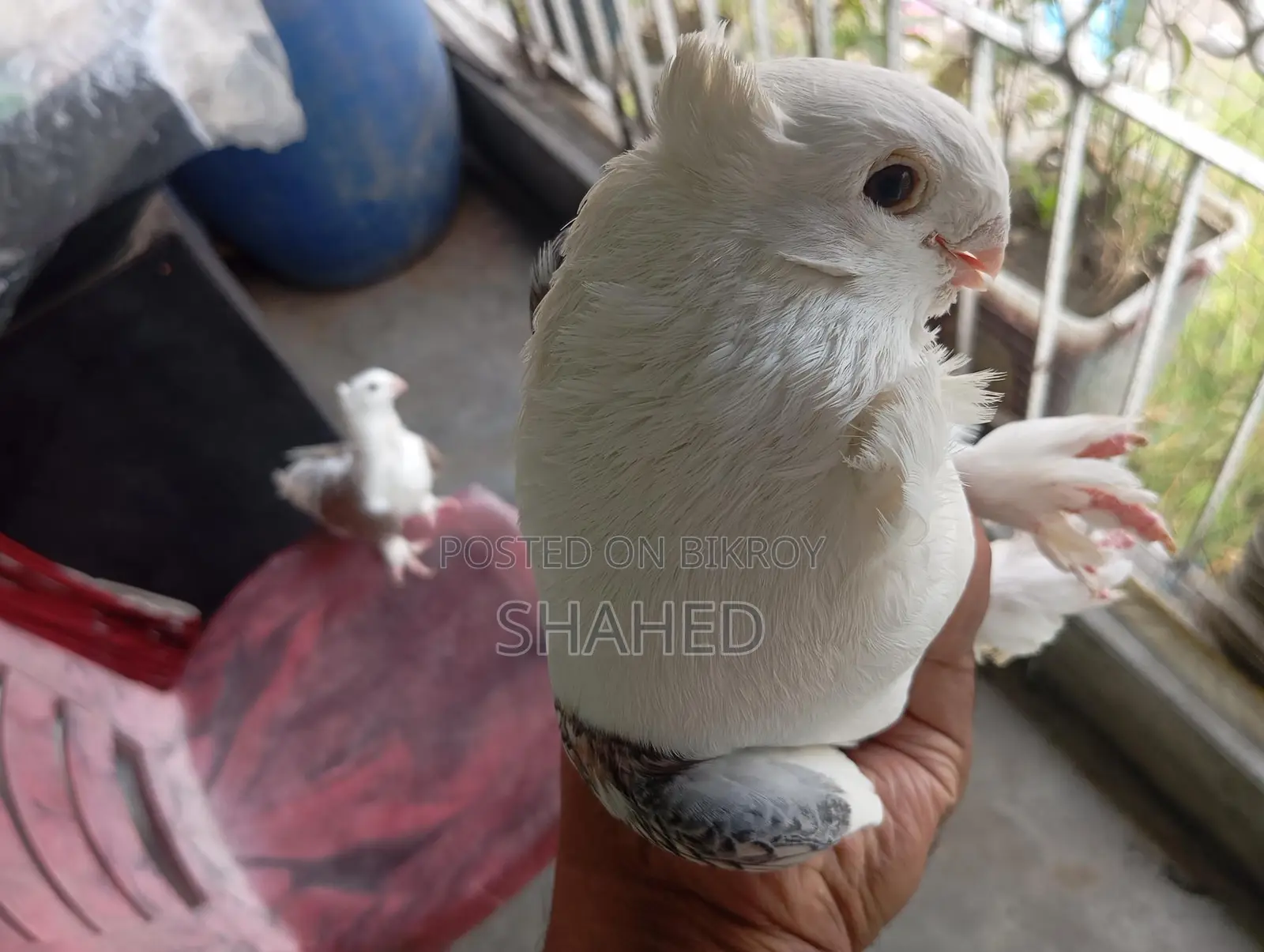A Pair of Pigeons