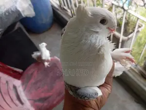 A Pair of Pigeons