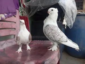 A Pair of Pigeons