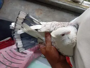A Pair of Pigeons