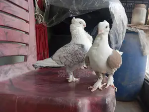 A Pair of Pigeons