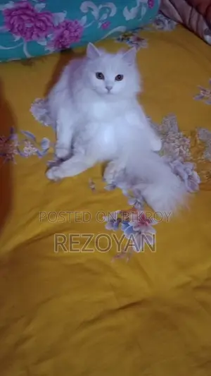 Persian Cat